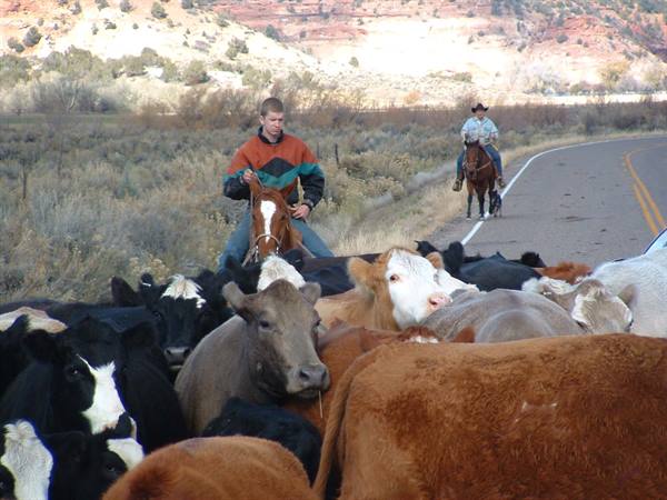 Horseback riders herd cattle along the road