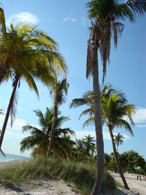 Leaning palm trees on sand with dune grass under blue sky, Key West