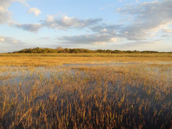 Flooded sawgrass marsh, tree line behind, warm golden light