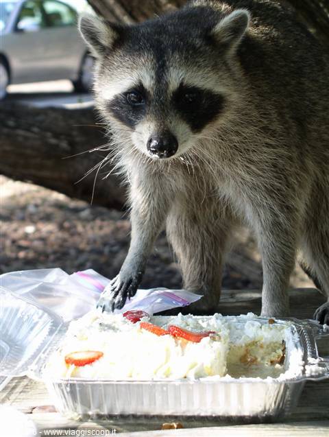 A raccoon grabs a slice of strawberry cake from the aluminum tray