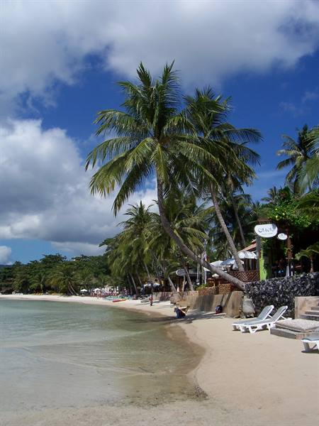 White sand beach with leaning palm trees, loungers and a seaside bar