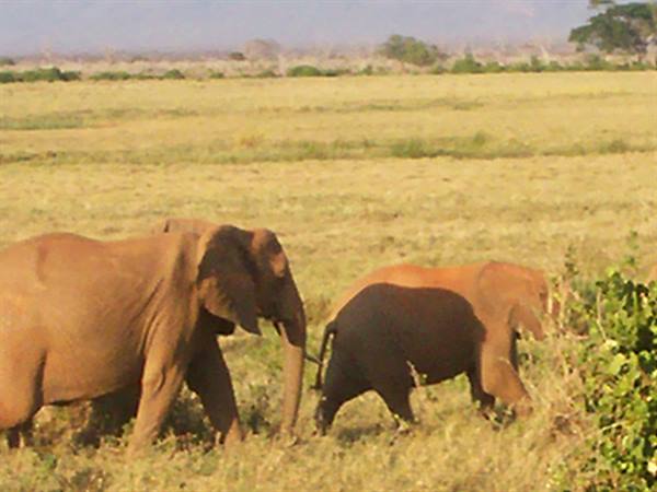 elephants
