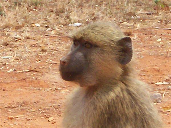 baboon