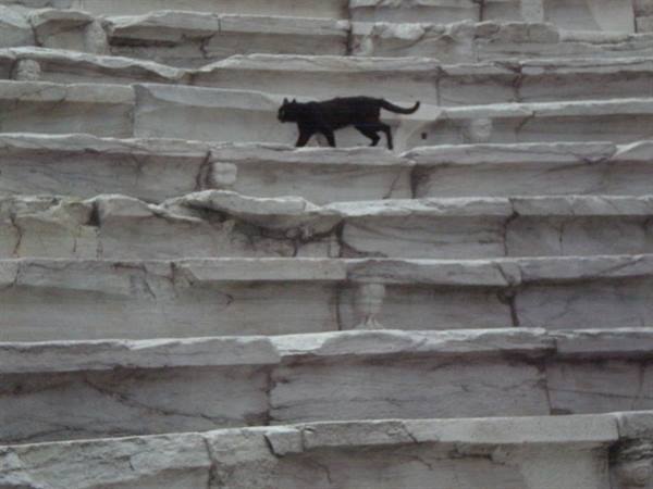 Black cat in Philippopolis (Plovdiv)