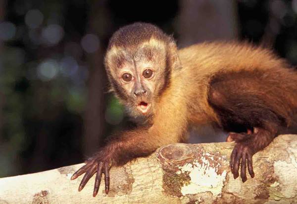 fauna of the Xixuau region