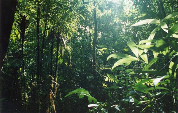 Excursion in the rainforest, Xixuau region