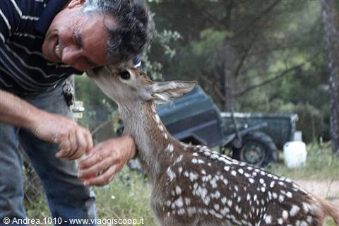 Deer fawn in the Sierra de Andujar