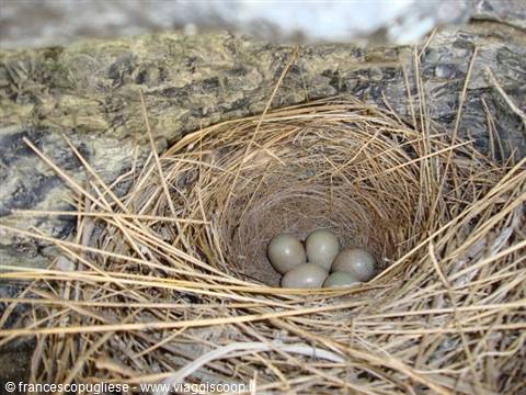 during the descent, set among the rock, we saw a beautiful nest.