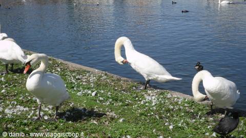 royal swans at Nymphenburg