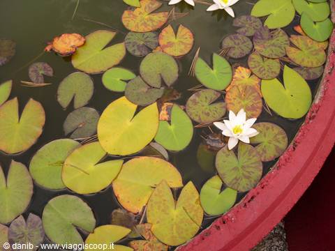 Water lilies