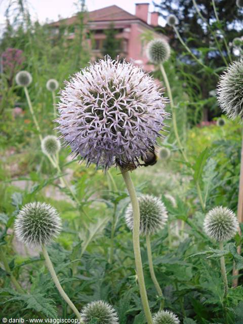 botanical garden