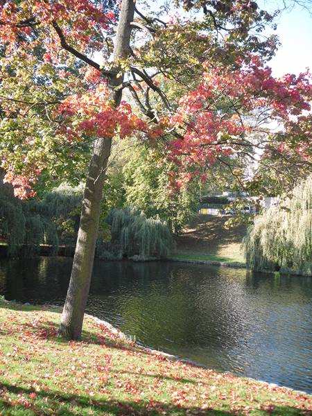 autumn trees Ixelles ponds