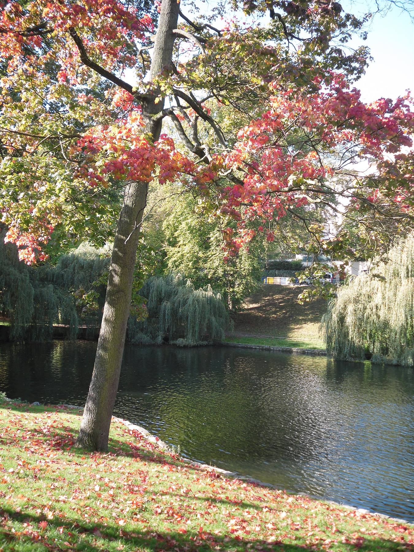 alberi autunnali Laghetti d'Ixelles