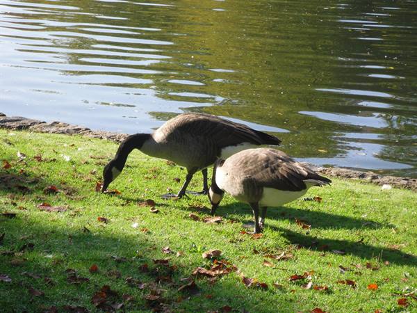 black geese in Ixelles