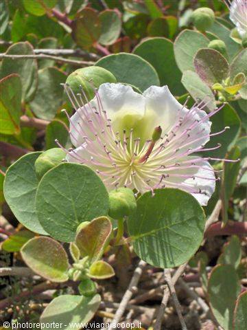 White caper flower with long pink stamens among green leaves