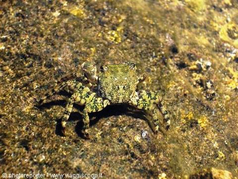 Green crab camouflaged on wet rock in sunlit shallow water