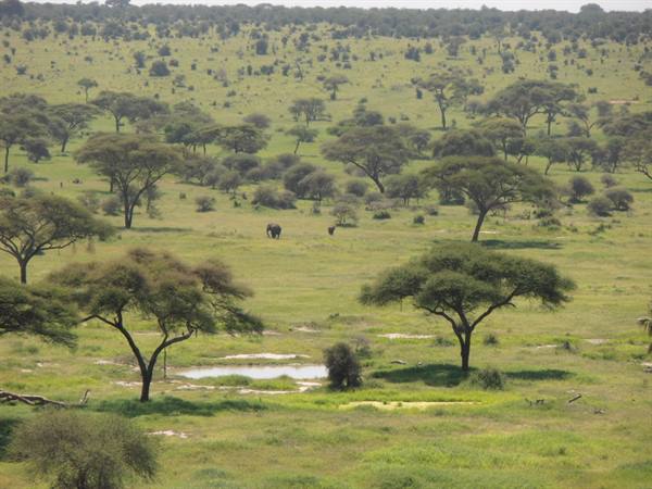 tarangire NP