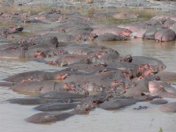 hippos in the Grumeti river