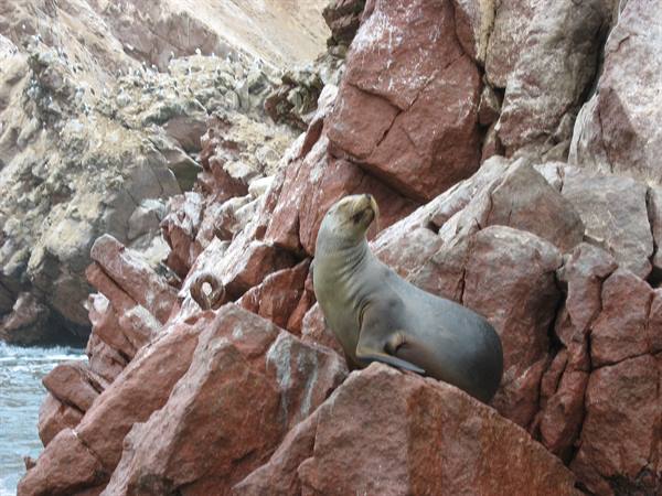 Ballestas Islands