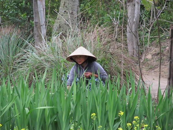 Hoi An - Vietnamese countryside
