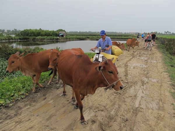 Hoi An - Vietnamese countryside