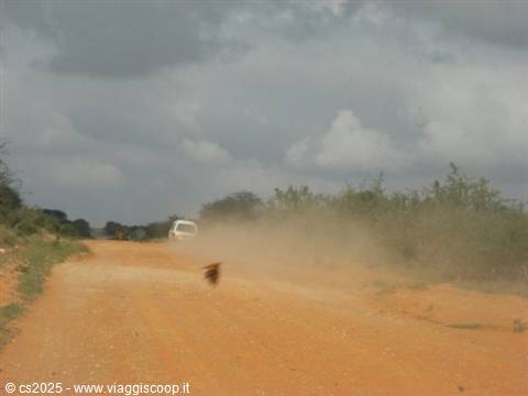 White car on red dirt road, dust rising, bushes and cloudy sky