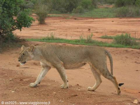 Lioness walking across red dirt, green bushland in the background