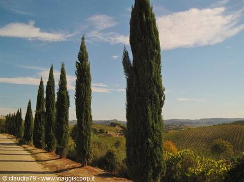 Castles and medieval villages in Tuscany, the cypresses at the entrance of Certaldo Alto (FI)