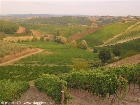 Tuscan countryside, the Chianti vines in Certaldo Alto (FI) September in Tuscany