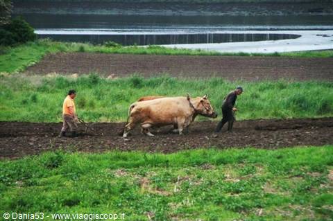 Galician peasants