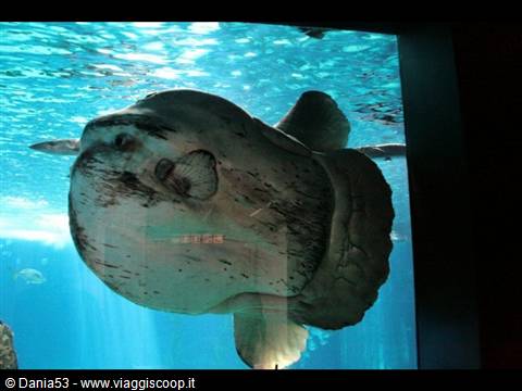 Lisbon oceanarium