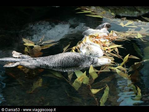 Lisbon oceanarium