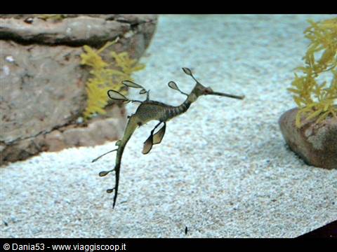 Lisbon oceanarium