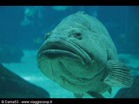 Lisbon oceanarium