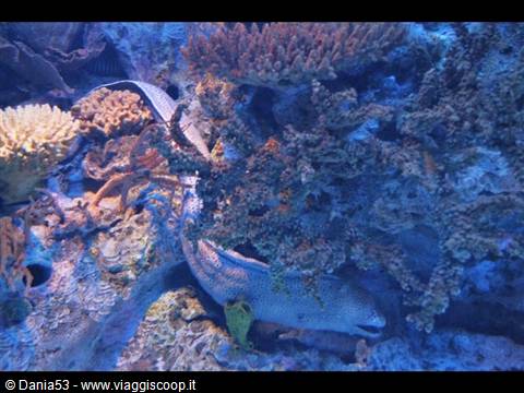 Lisbon oceanarium