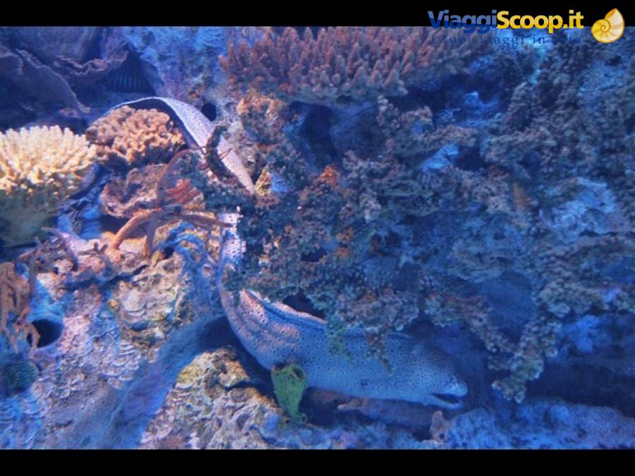 Lisbon oceanarium