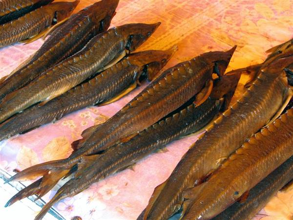 smoked sturgeons