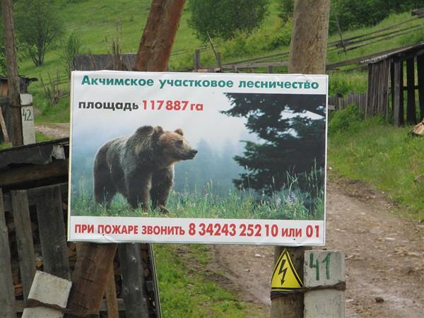 black bears abound