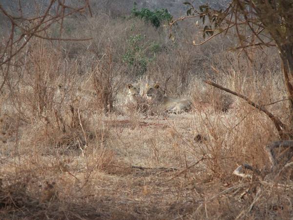 LIONS TSAVO EAST