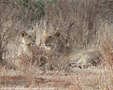 Two lionesses resting among dry savannah grass