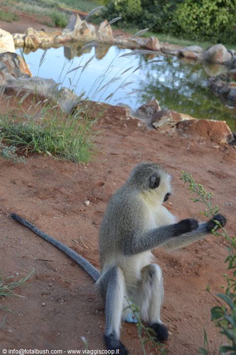 VERVET MONKEY AT TSAVO MASHARIKI CAMP