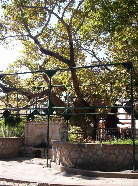 The Plane Tree of Hippocrates