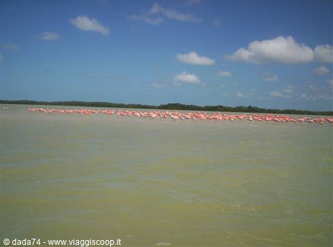 Celestun: the pink flamingos