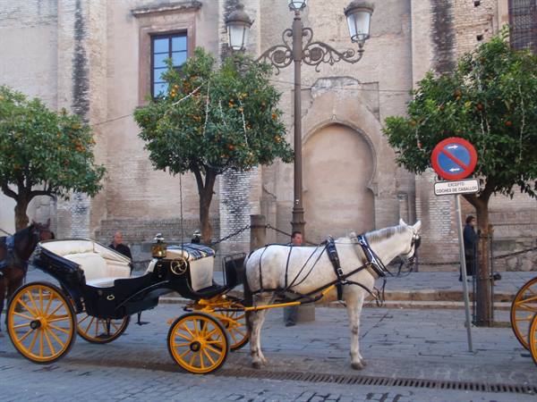 White horse with black carriage and yellow wheels in front of Seville Cathedral