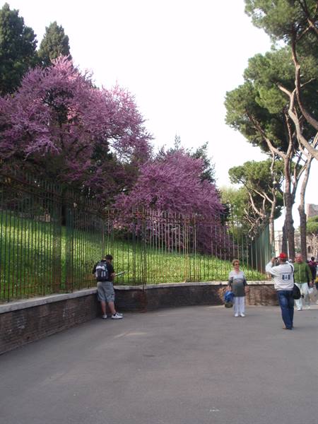Tourists along an iron fence under pink blossoming trees and pines