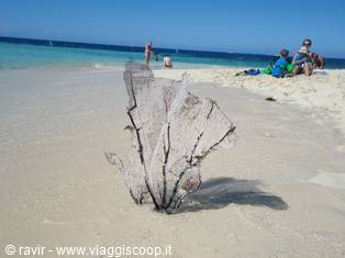 cayo arena dominican republic sosua 2