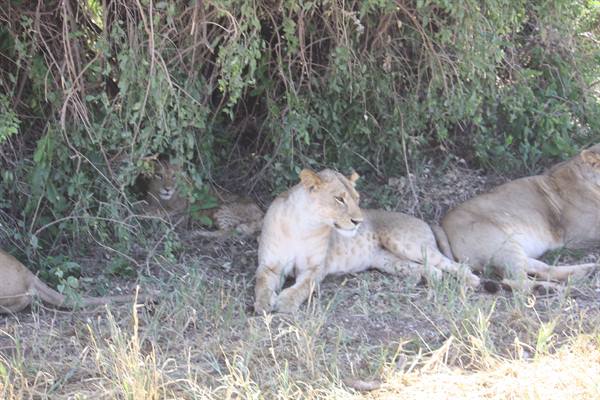 lionesses with cub