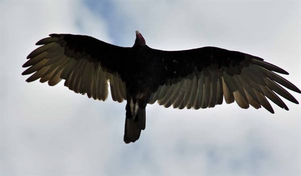eaglet in flight