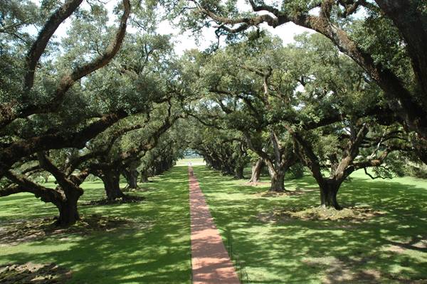 AVENUE OF AMERICAN OAKS ON A PLANTATION 