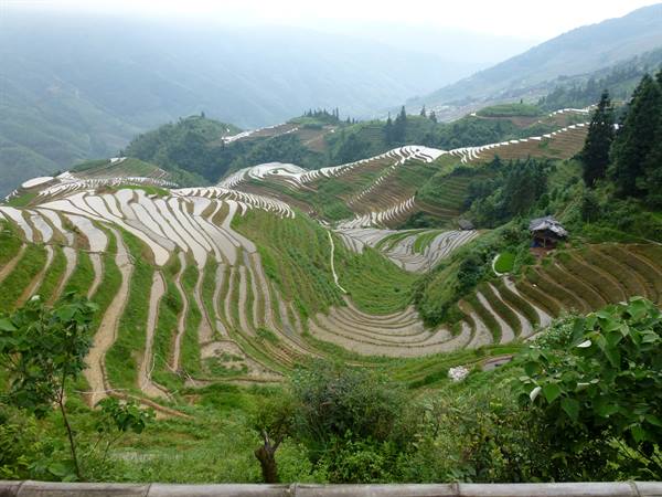 Flooded rice terraces at Longji, among green misty mountains